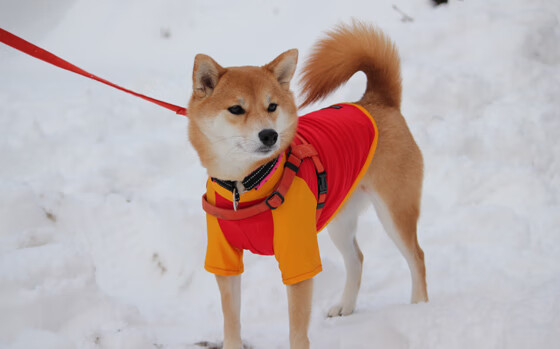绿茵逆转与银球担当，永不落幕的团队灵魂