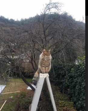 跨次元篮球，当吉林虎啸盐湖城，莫兰特在总决赛开启接管模式