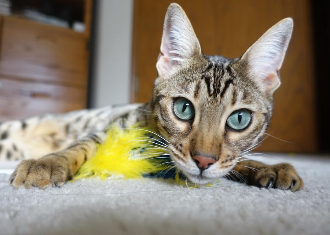 神灯复燃!格列兹曼远渡重洋点燃赛场,澳大利亚补时绝杀马里登顶