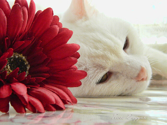 飓风过境，当蓝色的巨浪淹没永恒之城，独行的神祇在南境刻下不朽