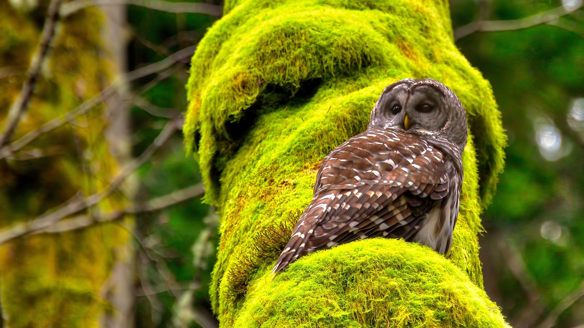 山西队鏖战爵士,班凯罗决胜时刻一锤定音