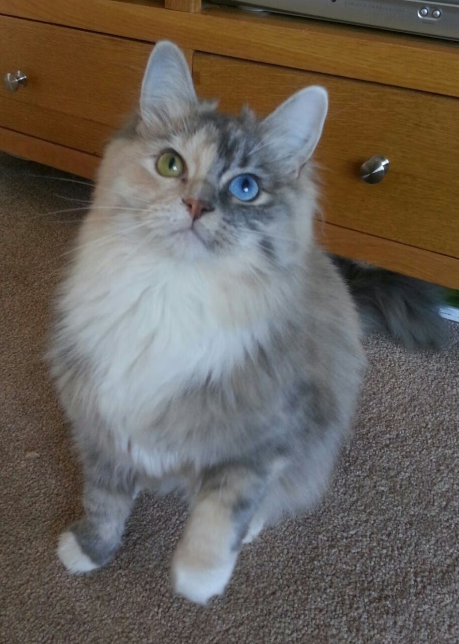 东方巨龙吞没蓝色巨舰,2026世界杯中国掀翻那不勒斯,创造历史之战