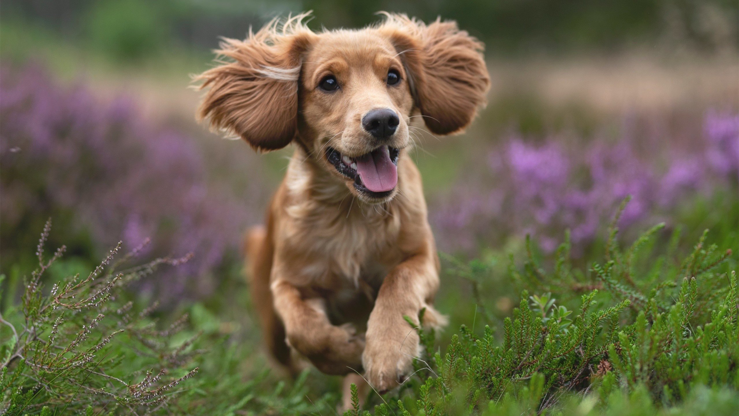 当安菲尔德之子身披红牛战袍,孙兴慜的生涯之夜,在背叛与证明中闪耀