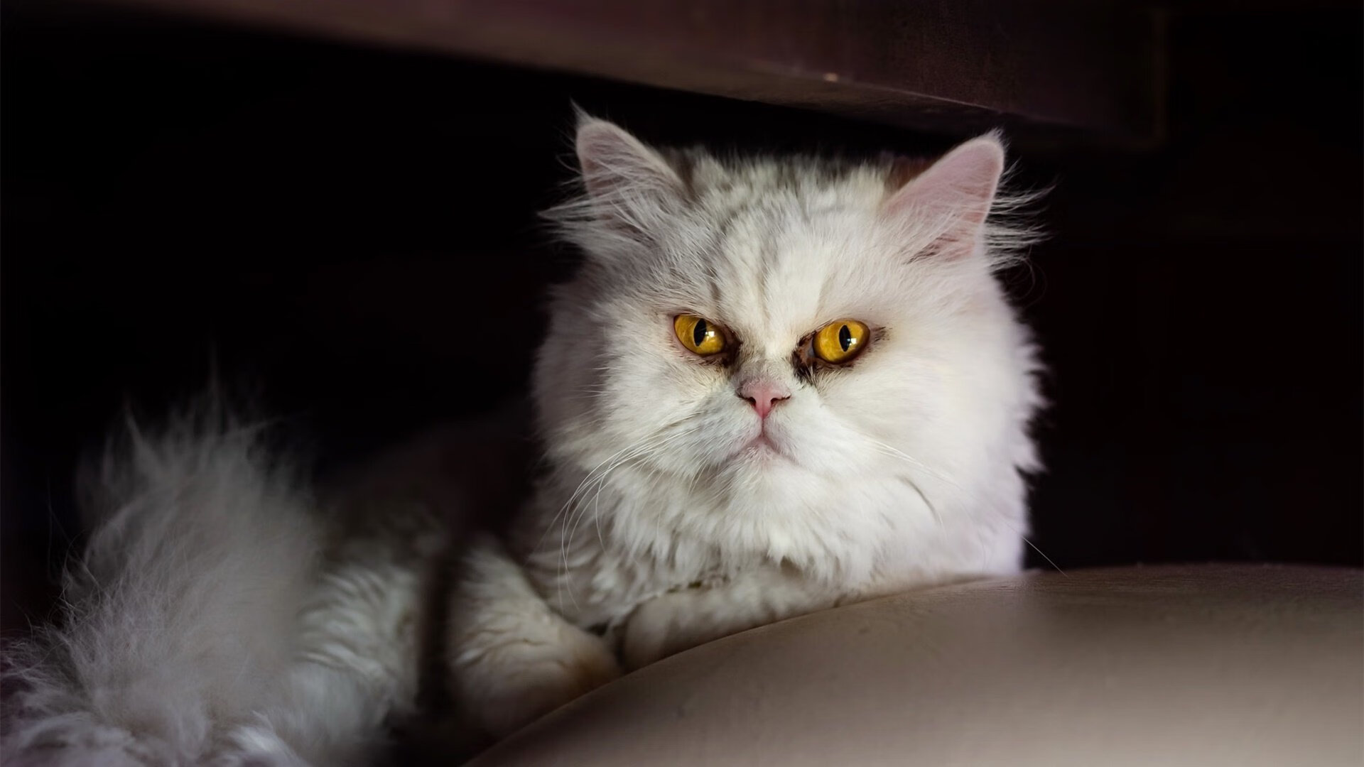 唯一性之战,迪巴拉主宰比赛走向,AC米兰冲垮罗马