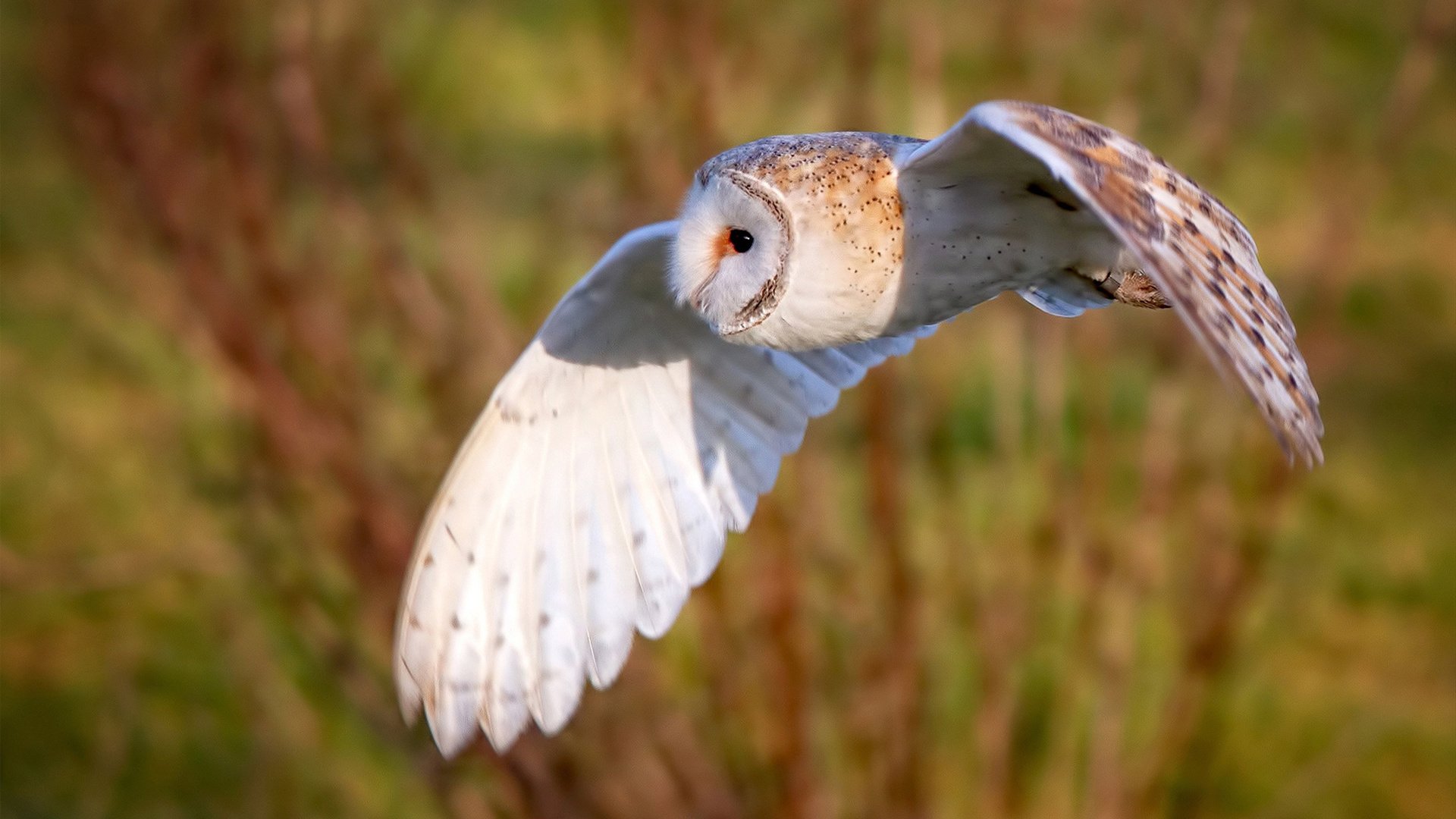 圣火与绿茵,奥运周期下的关键战,凯尔特人如何压制独行侠
