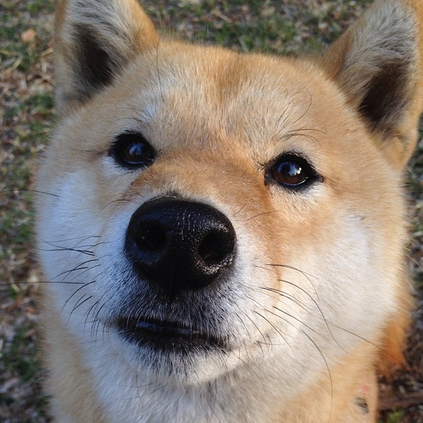 篮网激战广厦，米切尔刷新纪录引领胜利