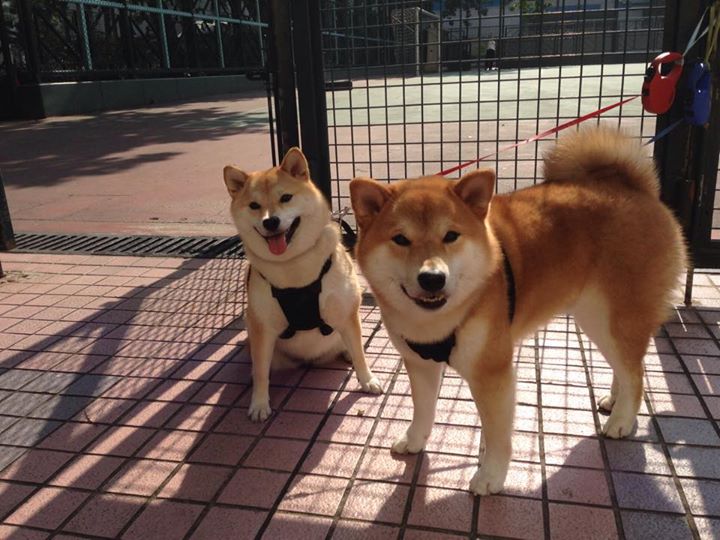 跨界主宰,从火箭的季后赛强音到利拉德的世界杯咏叹调