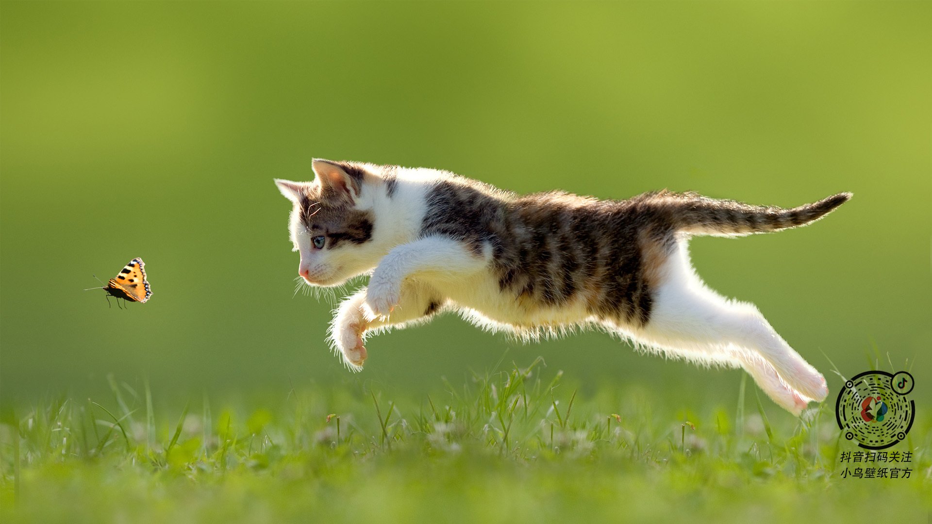 蓝军风暴对撞白鹰之翼,世界排名争夺战的战术革命