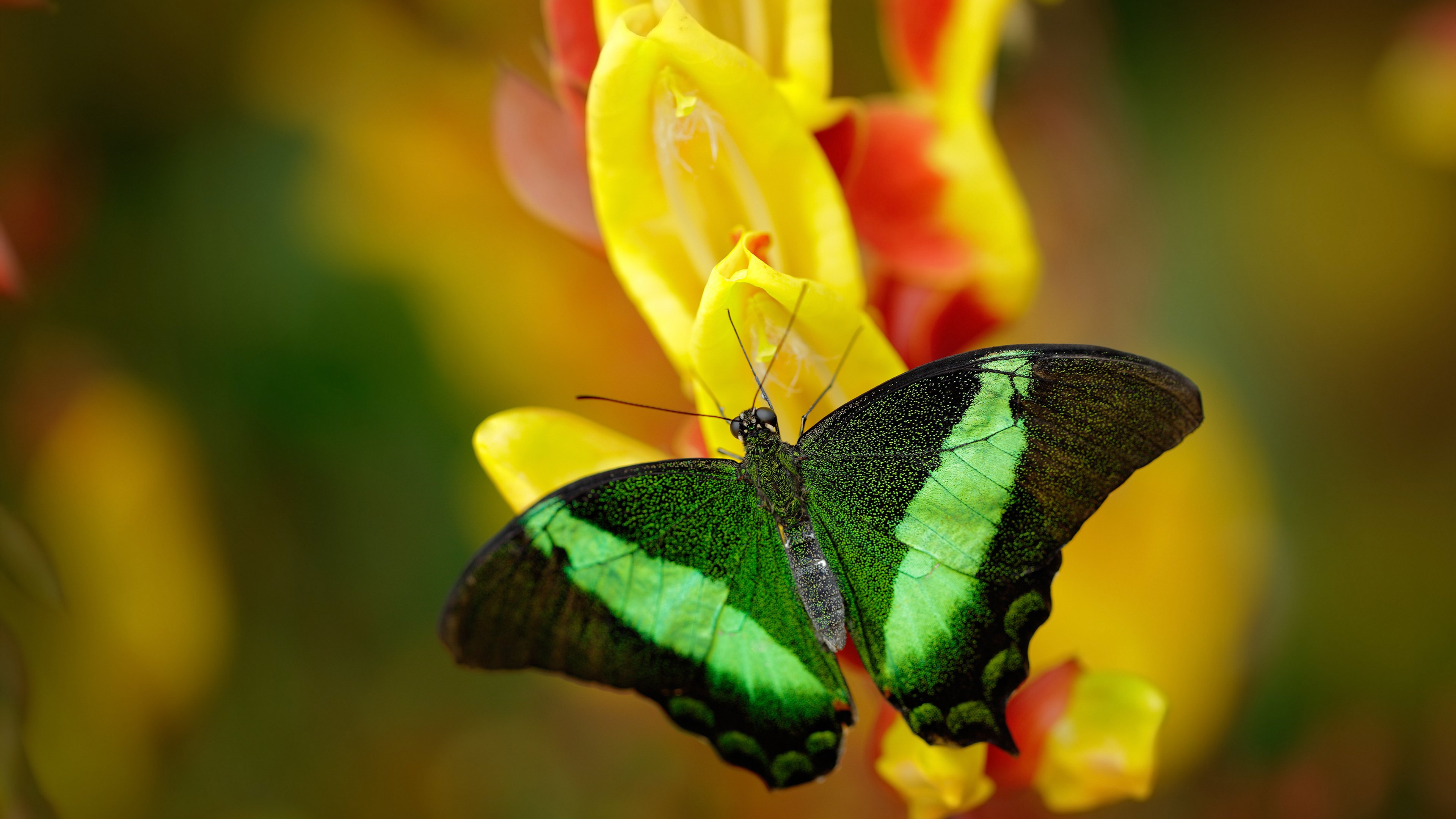 弑旧主!杜兰特37分+关键防守,用统治级数据向雷霆展示死神本色