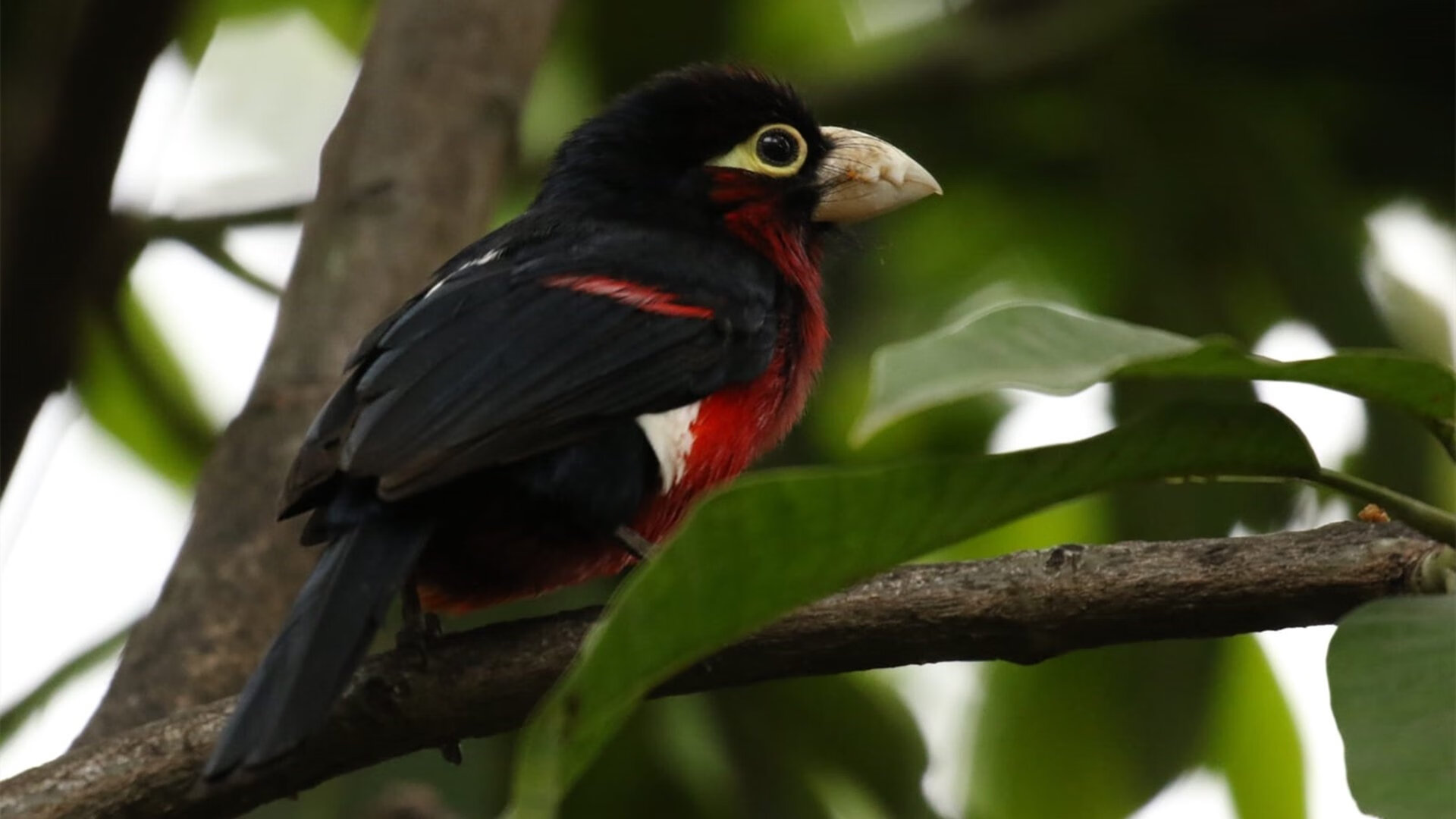 唯一性的胜利,加纳正面击溃沙特,卡塞米罗的关键先生传奇