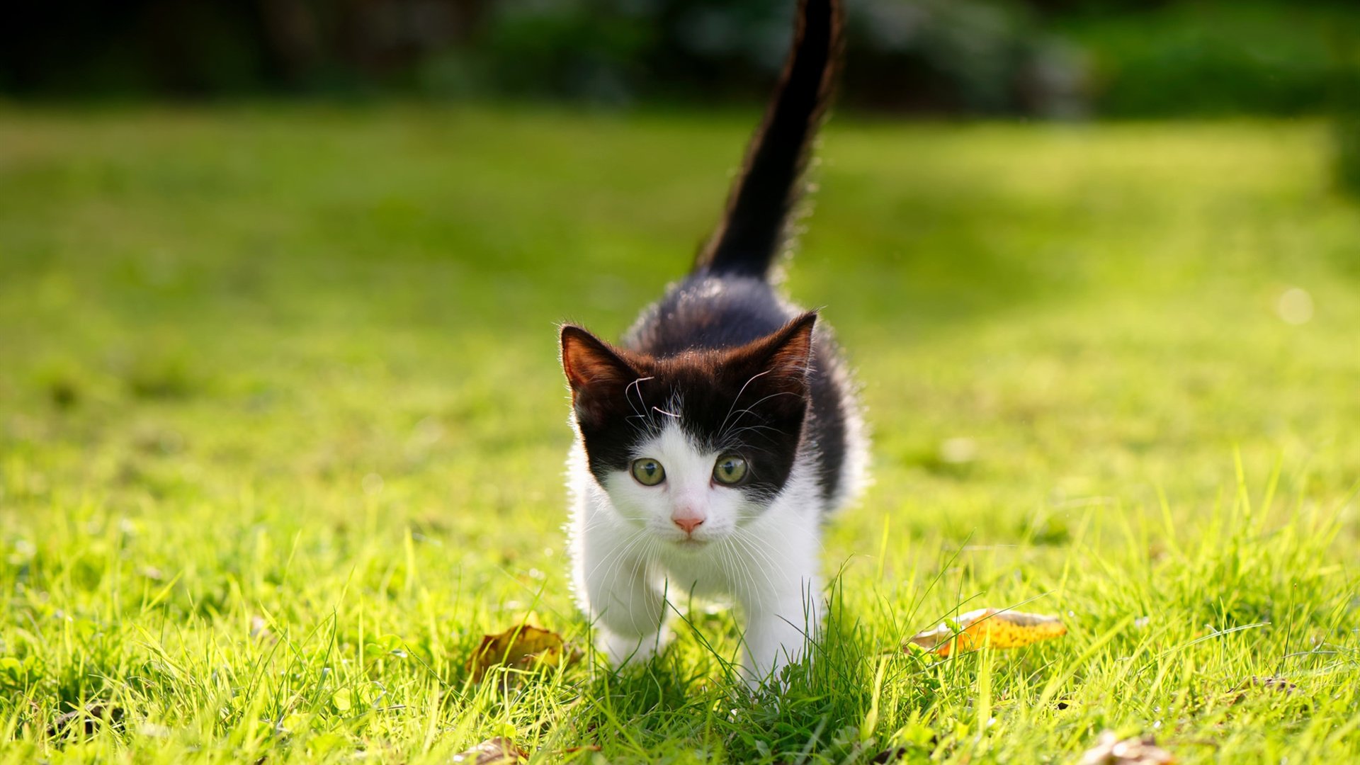 历史轮回,新王登基,阿劳霍半决赛独舞,国米荷兰神话再续新章