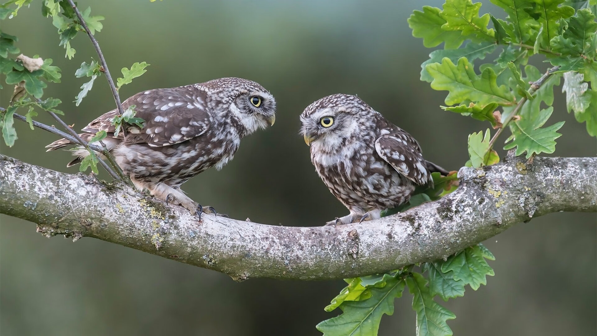 猎杀时刻，当贝恩于无声处撕裂迈阿密防线
