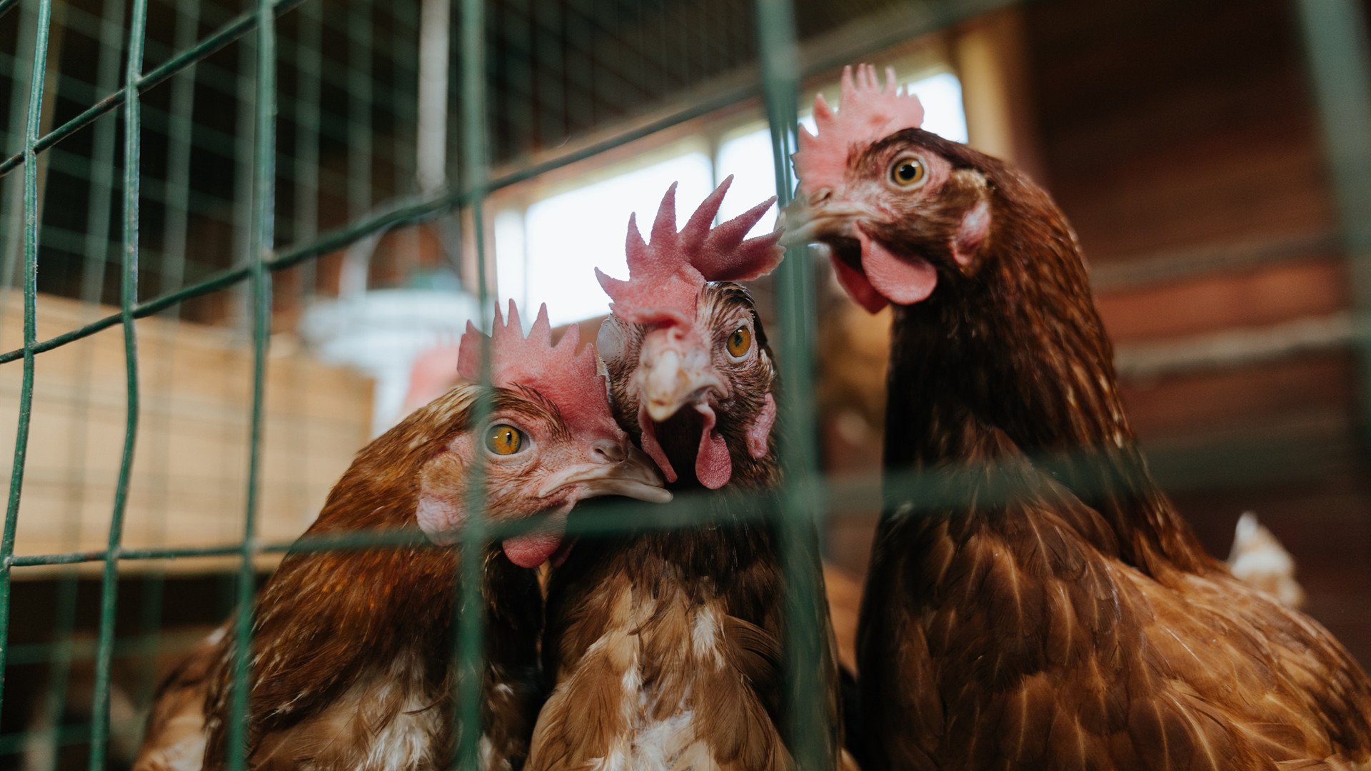 烈焰焚城，马里火力压制瑞典；铁闸镇疆，斯通斯统治攻防两端