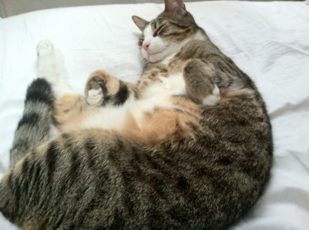 银瓶乍破水浆迸,当广东南派洪流冲垮雷霆防线,米切尔如何化身关键先生