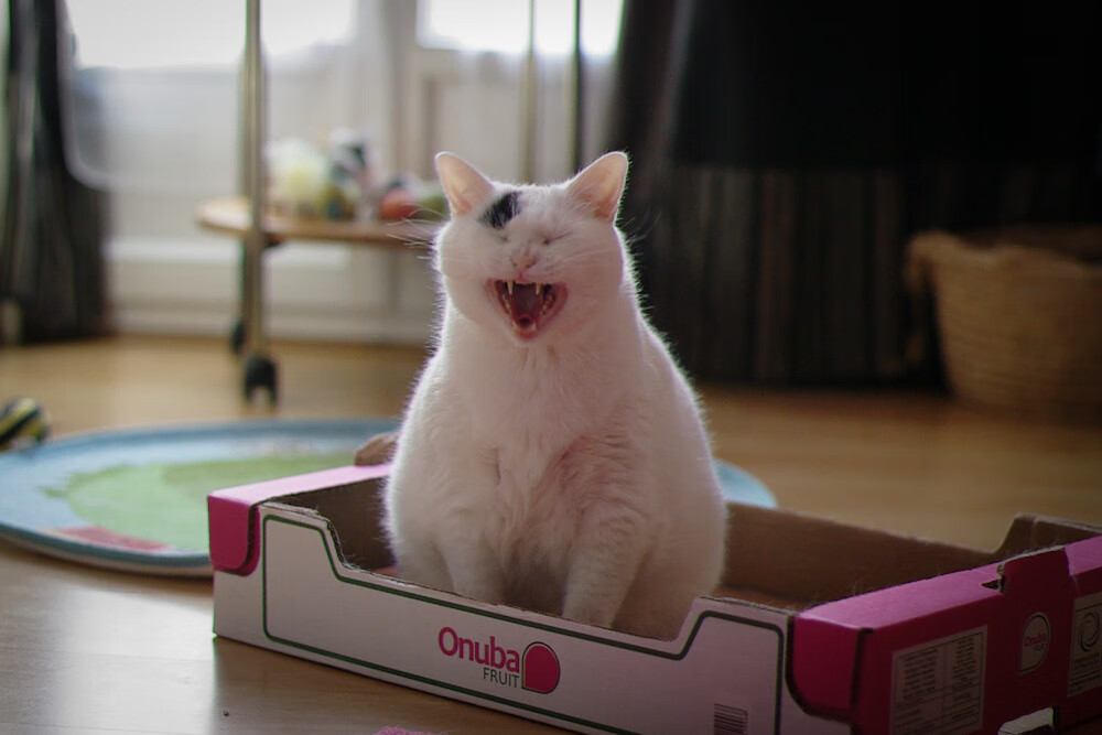 教科书级的窒息战,里昂欧冠半决赛如何用三步棋彻底颠覆黄潜奇迹