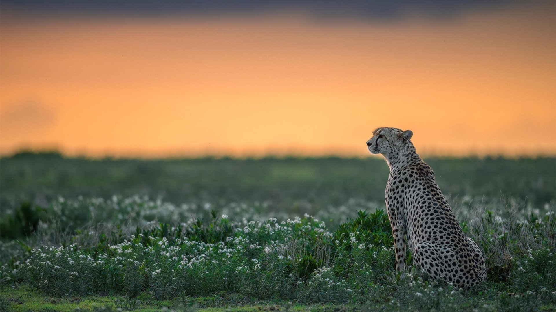 马克西交出完美答卷，马刺团队力量斩落爵士