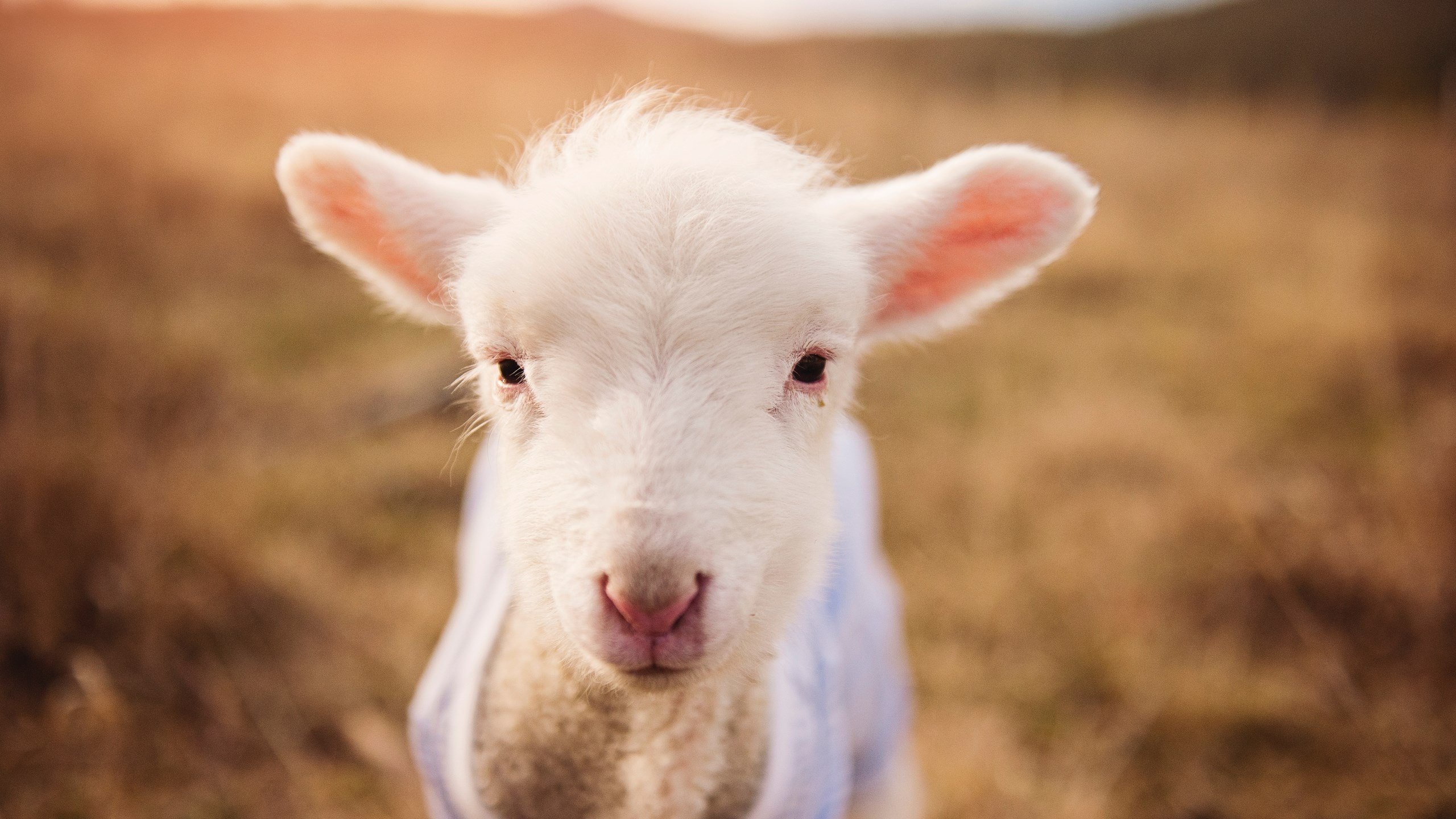 破解反字母装甲,NBA季后赛焦点战,步行者七人上双的团队篮球启示录